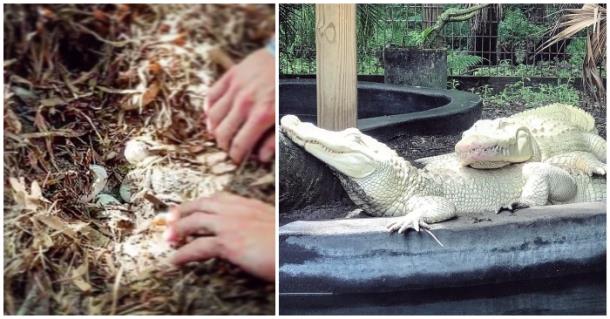 Уникальное событие: белые крокодилы ждут потомства