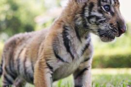 Новорождённые бенгальские тигрята знакомятся с миром