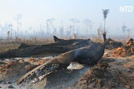 К тушению пожаров в бразильской Амазонии привлекли военных