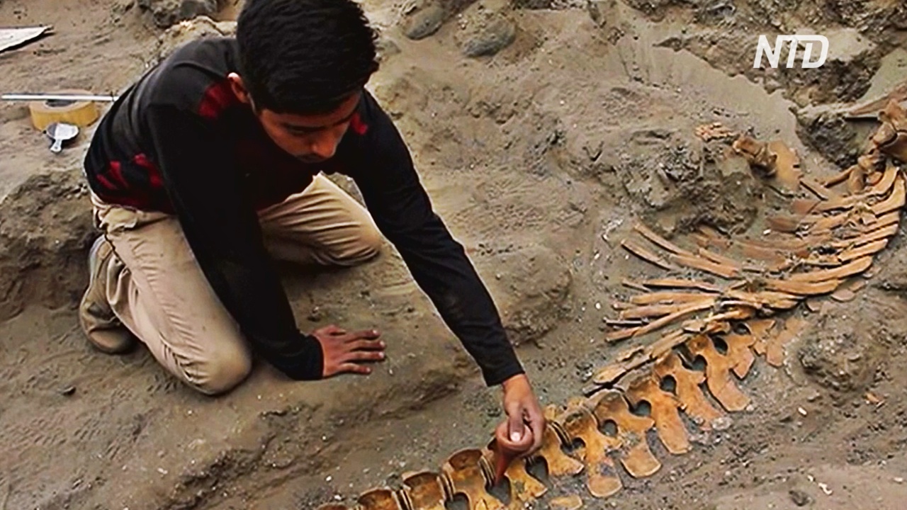 В Перу нашли древние останки кашалотов, принесённых в жертву