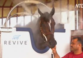 Криотерапия помогает скаковым лошадям стать выносливее