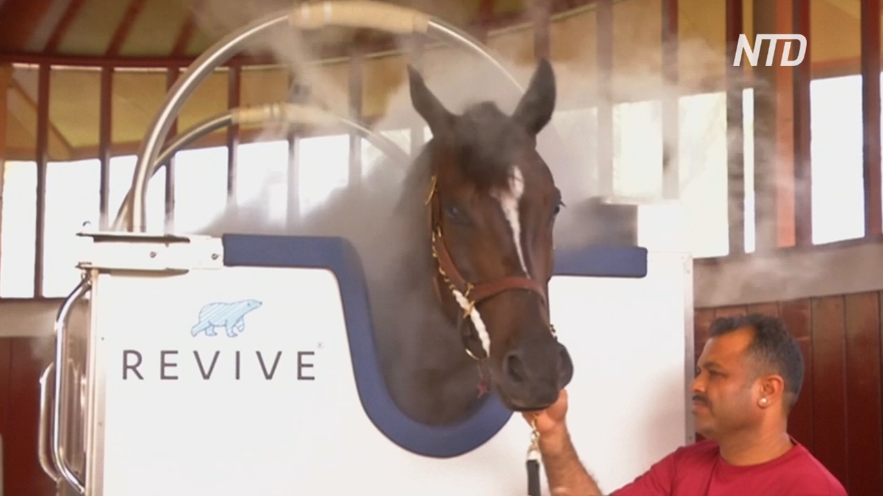 Криотерапия помогает скаковым лошадям стать выносливее