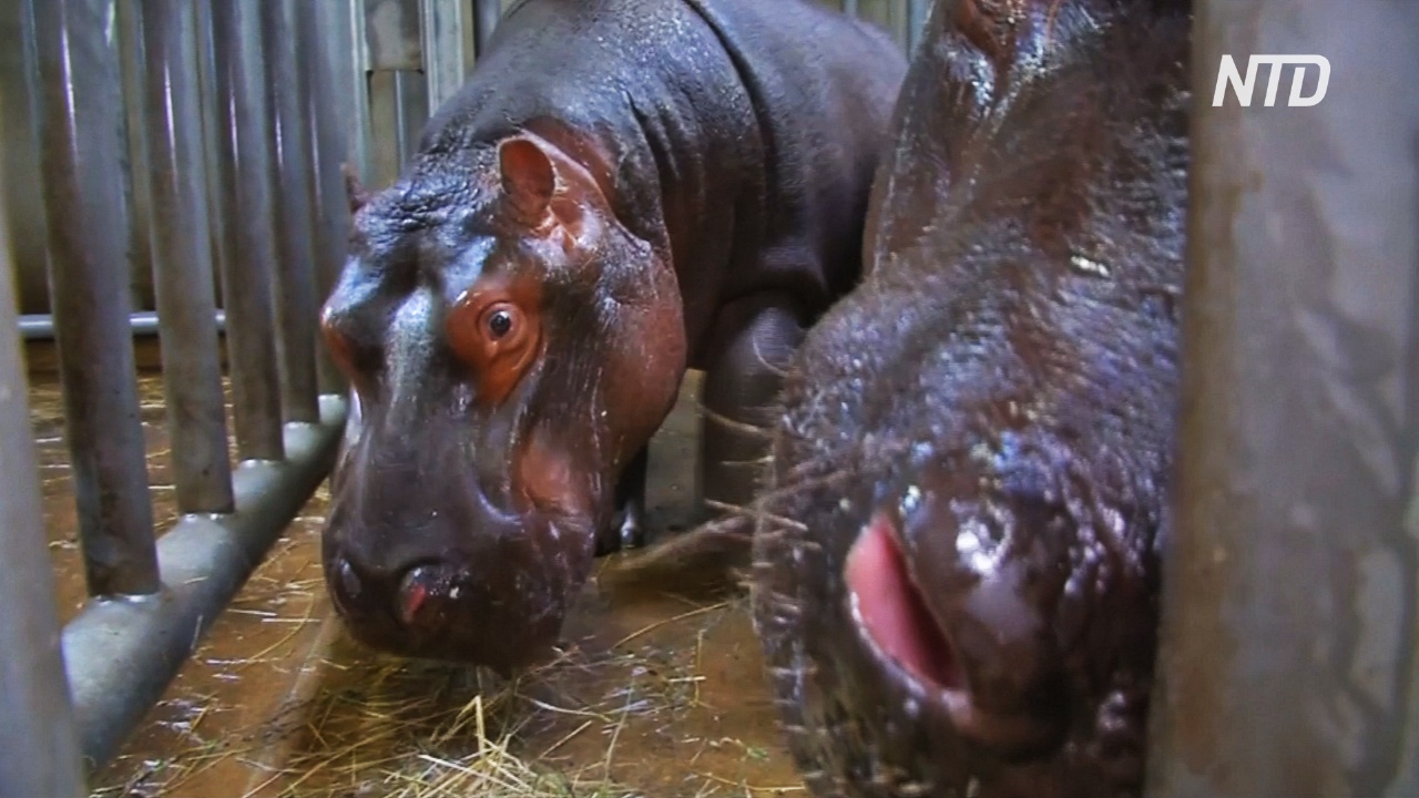 Почему бегемоты в Пражском зоопарке любят чистить зубы