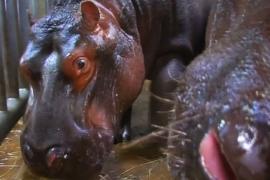 Бегемоты в Пражском зоопарке наслаждаются чисткой зубов