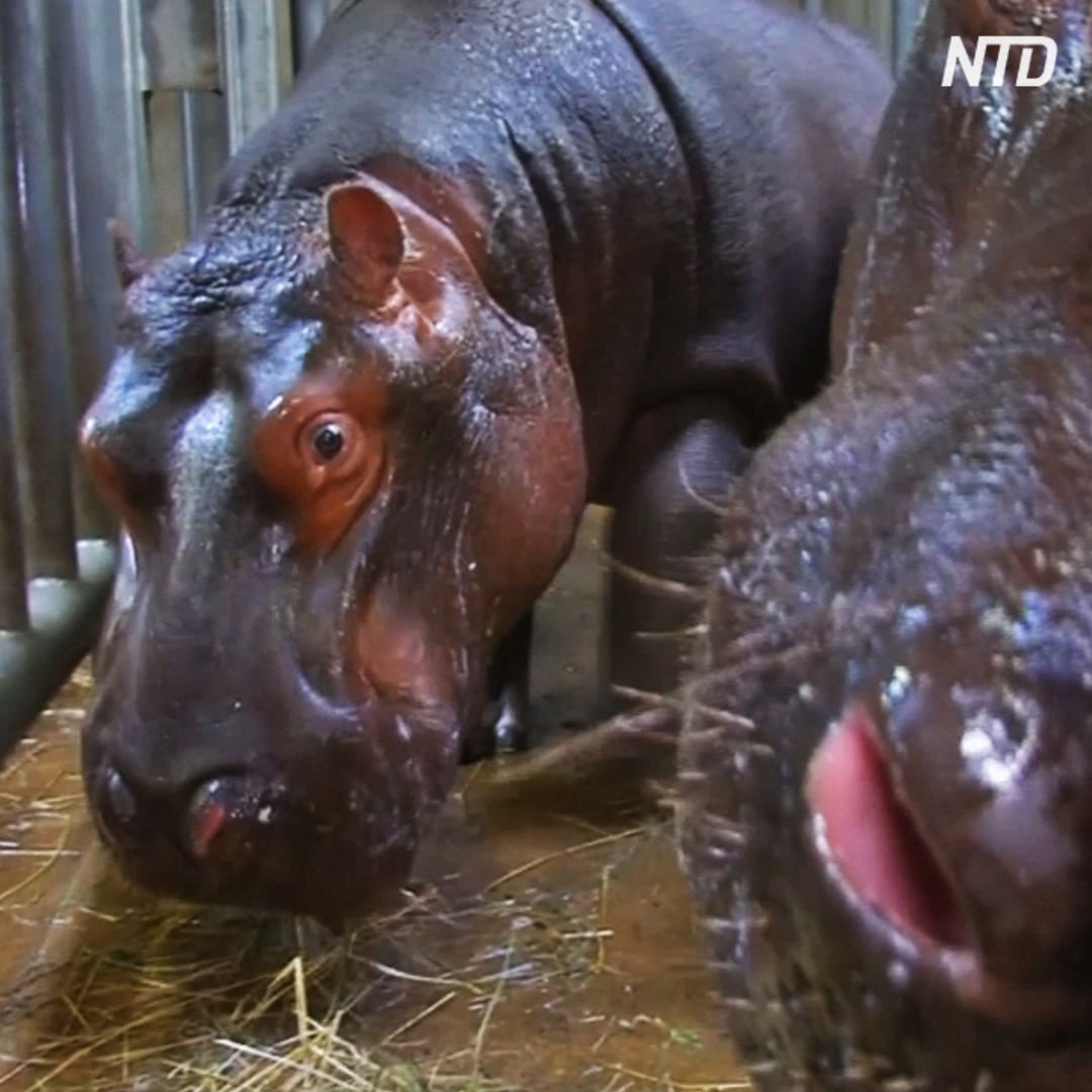 Бегемоты в Пражском зоопарке наслаждаются чисткой зубов