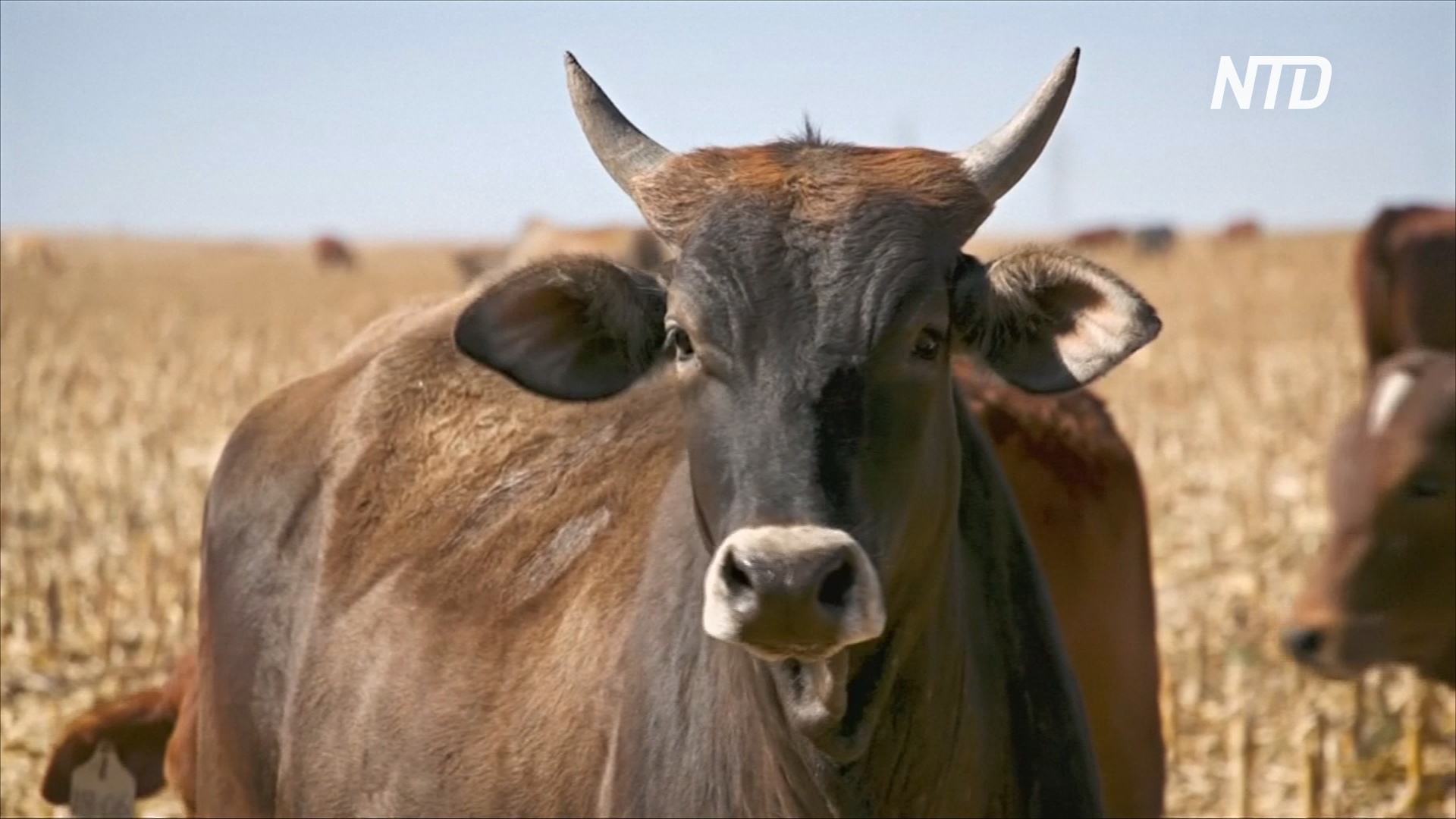 В ЮАР предлагают инвестировать в коров