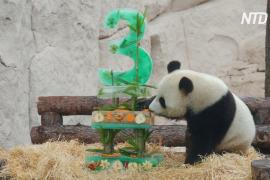 Панды-новосёлы отметили день рождения в Московском зоопарке