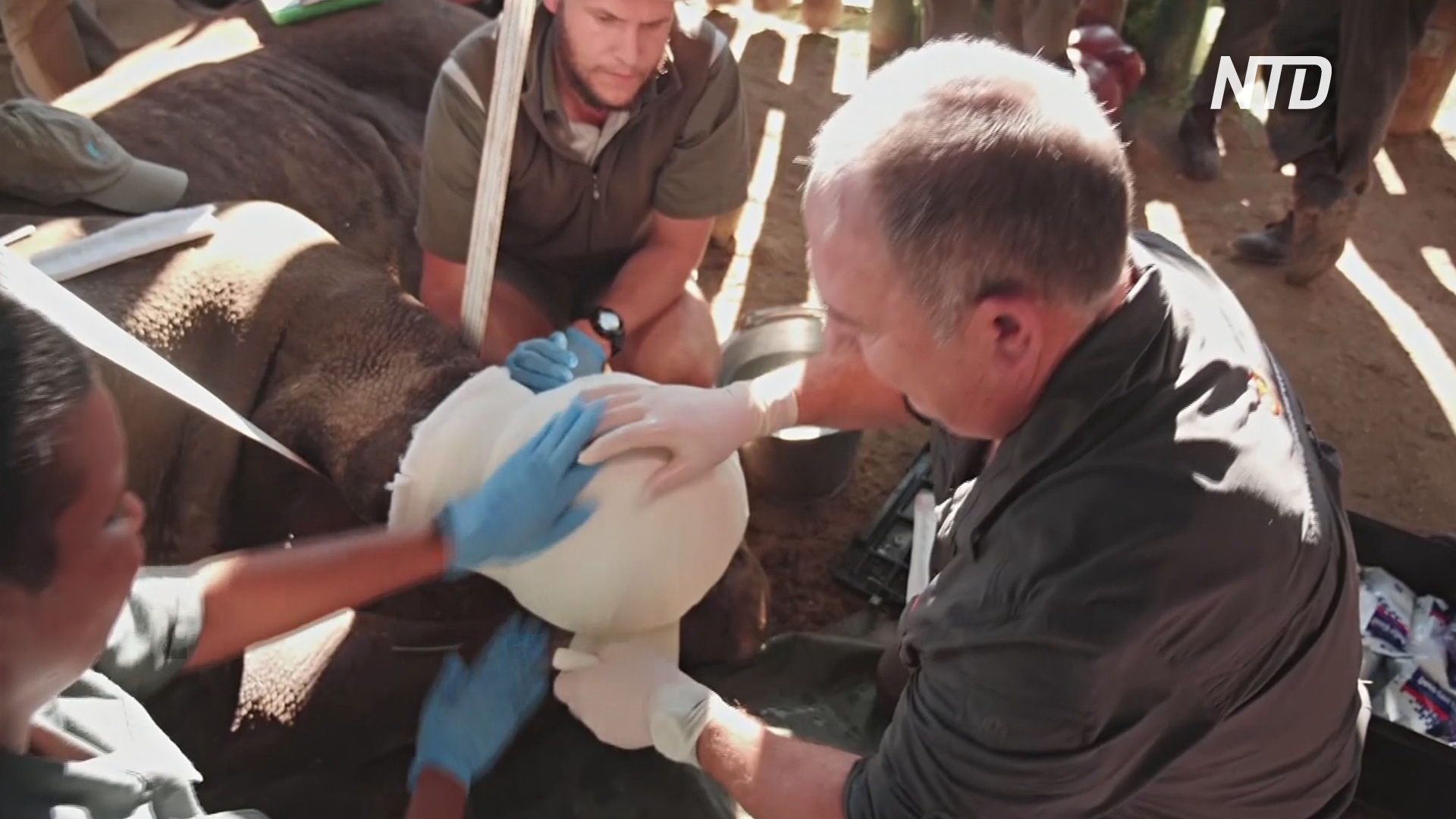 В ЮАР ветеринары делают всё, чтобы спасти раненого редкого носорога