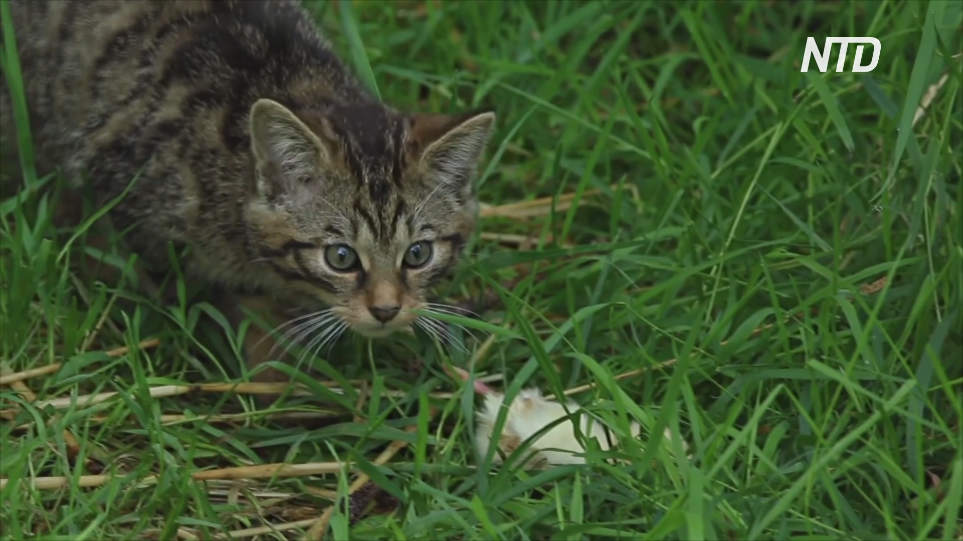 В Шотландии надеются спасти редких лесных кошек