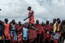 Редкий обряд: как масаи посвящают младших воинов в старшие