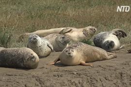 В устье Темзы провели «перепись» тюленей