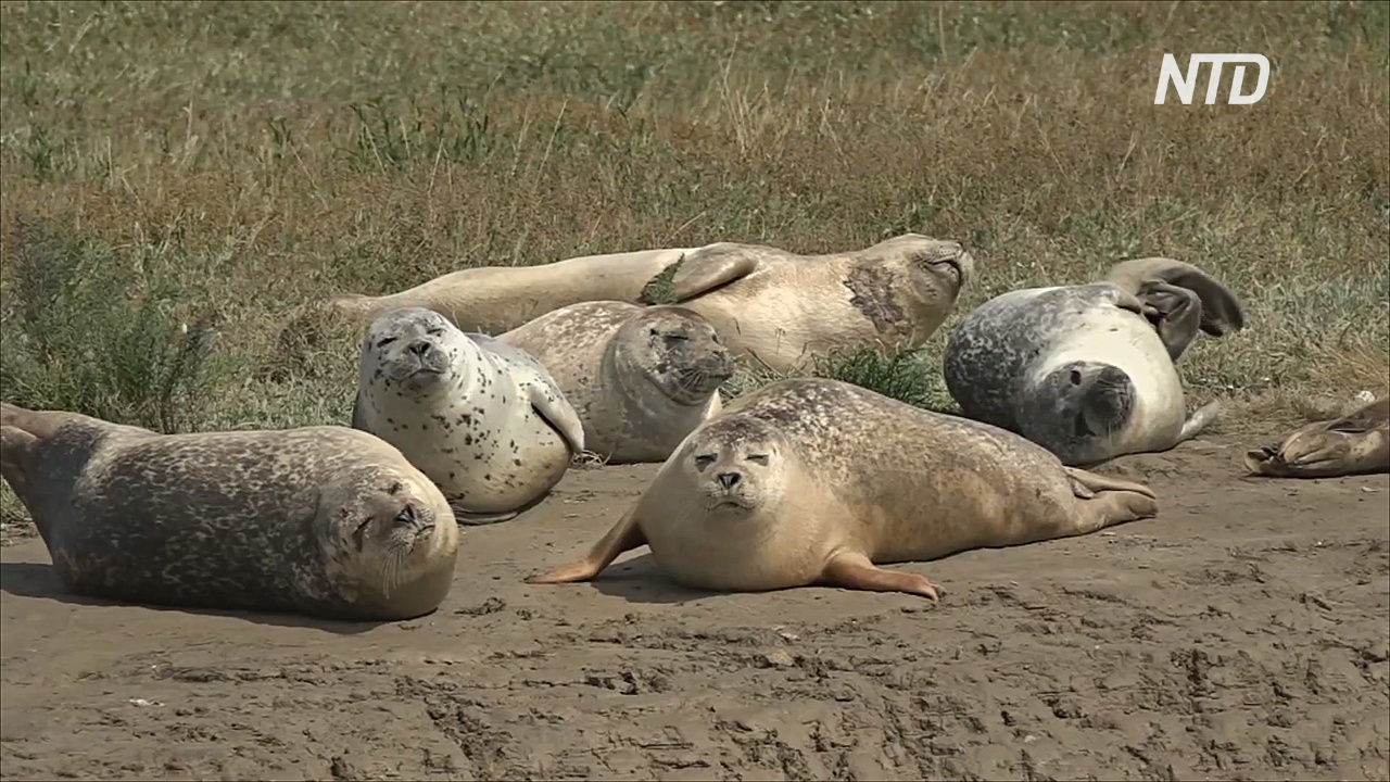 В устье Темзы провели «перепись» тюленей