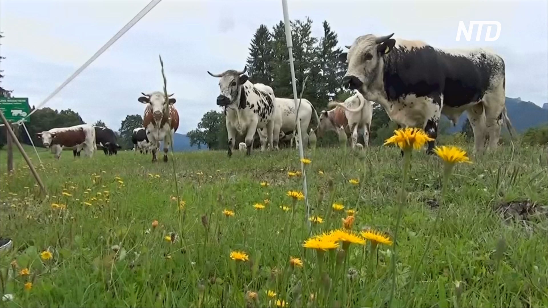 Осторожно, коровы: немецкие фермеры ставят таблички для туристов