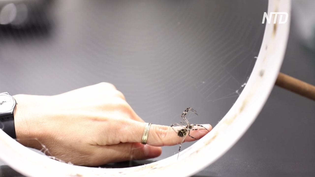 Биологи изучают паутину, чтобы создать самый прочный в мире материал