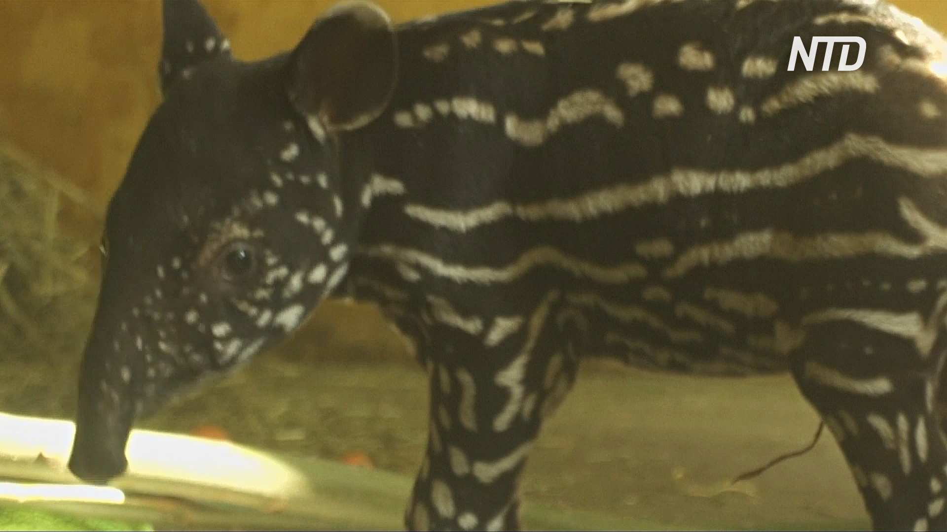 Краснокнижный малайский тапир родился в зоопарке Антверпена