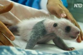 Одну из двух новорождённых панд показали в бельгийском зоопарке