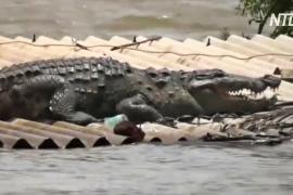 Наводнение в Индии: на крышу дома забрался огромный крокодил