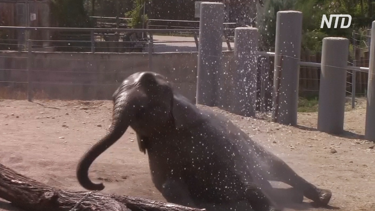 Слоны наслаждаются душем в зоопарке Скопье
