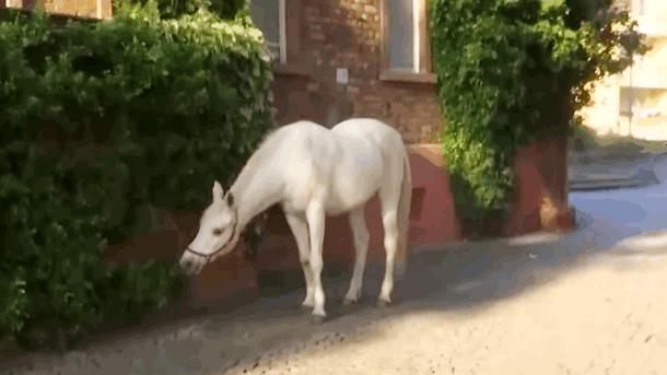 Лошадь, которая гуляет сама по себе, удивляет туристов