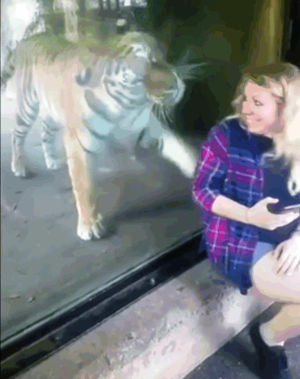 Как тигр в зоопарке реагирует на беременную женщину