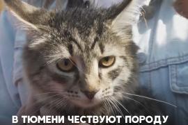 Кошки, которые спасли Эрмитаж от крыс