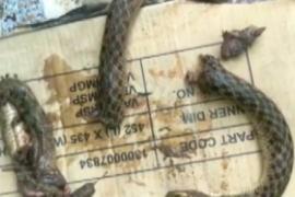 Пьяный индиец порвал зубами змею, которая его укусила