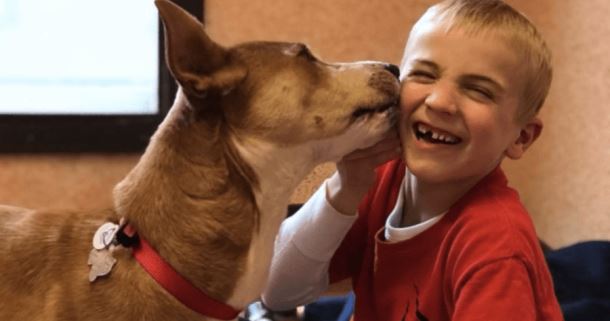 Шестилетний мальчик спас более 1000 собак от смерти
