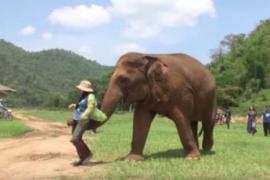 Слониха заставила женщину петь колыбельную слонёнку