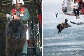 Ньюфаундленд бросается в воду, чтобы спасти человека