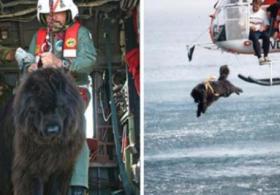 Ньюфаундленд бросается в воду, чтобы спасти человека