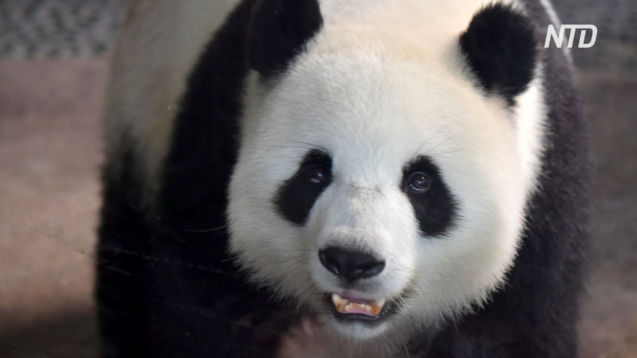 В Берлинском зоопарке панда Мэн Мэн родила двух детёнышей