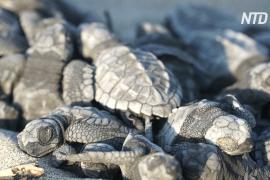 Редкие черепахи впервые гнездовались на городском пляже в Эквадоре