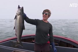 В Калифорнии после засухи восстановился промысел лосося