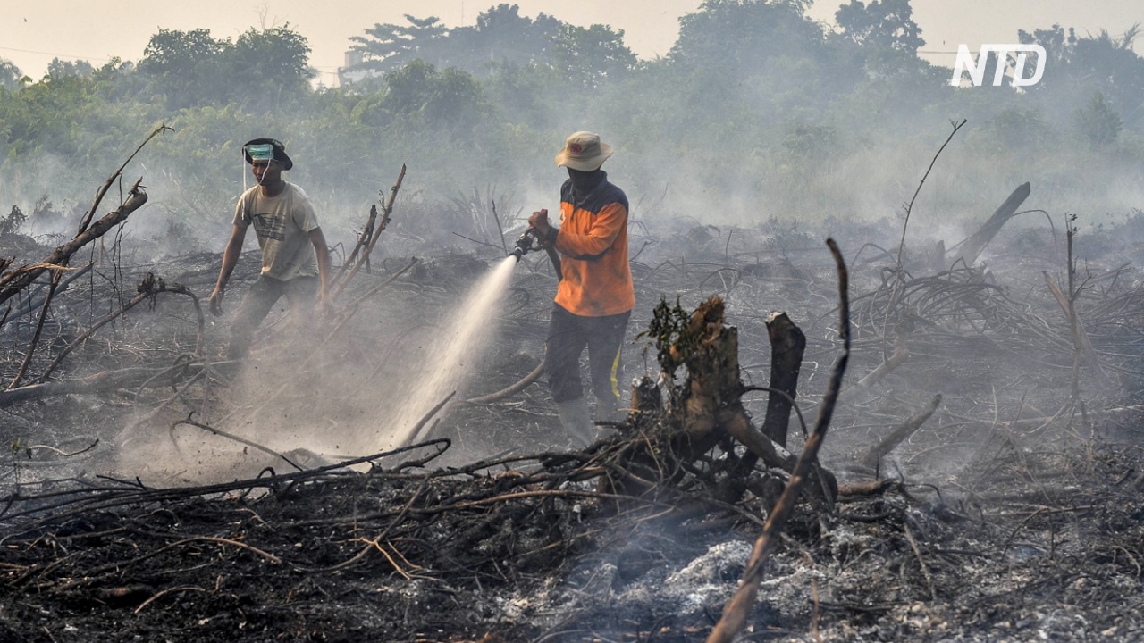 Из-за лесных пожаров в Индонезии закрывают школы