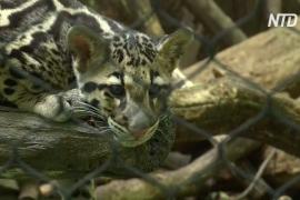 В зоопарке Вашингтона появились редкие дымчатые леопарды