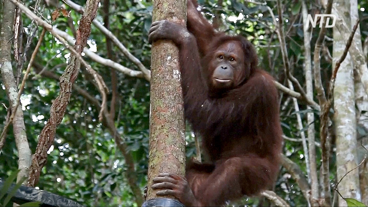 Перенос столицы Индонезии поставил под угрозу популяцию орангутанов