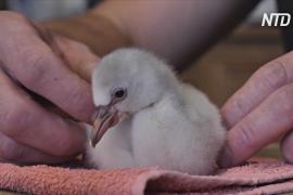 Новорождённого чилийского фламинго выхаживают в Шотландии