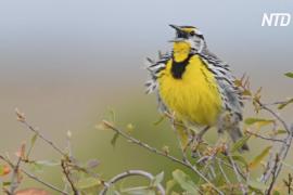 Куда исчезло три миллиарда птиц Северной Америки?