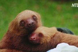 Приют в Коста-Рике уже 12 лет спасает раненых ленивцев