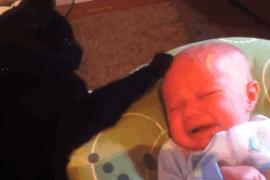 Чёрный кот одной лапой убаюкал младенца. Замечательное видео