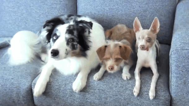 Женщина научила синхронным трюкам трёх собак. Забавное видео