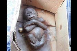 Измученный младенец-примат превратился в весёлую обезьянку