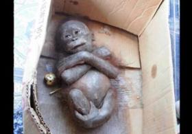 Измученный младенец-примат превратился в весёлую обезьянку