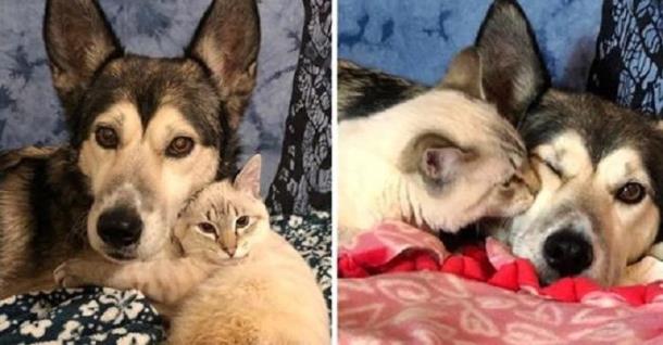 Котёнок-инвалид нашёл поддержку в объятиях собаки