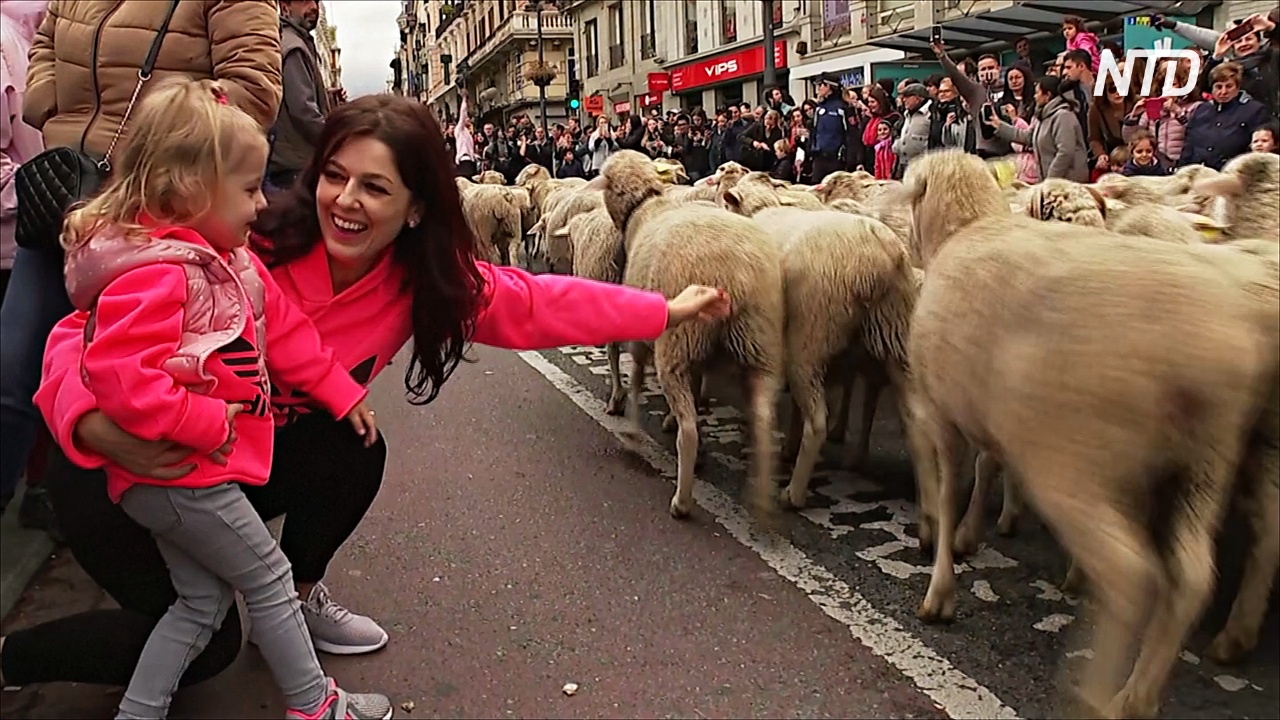 Как овец перегоняют на пастбища через Мадрид