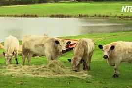 В Австралии спасают редкую породу коров, продавая её мясо
