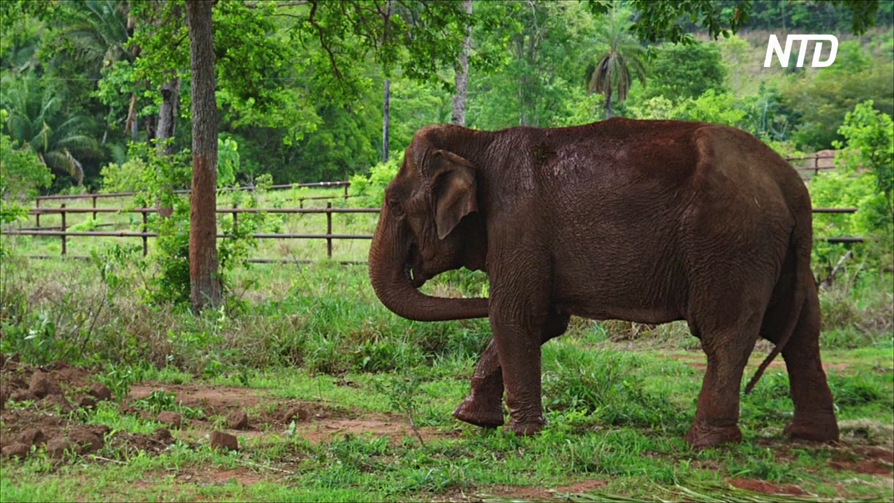 Спасённую в Чили цирковую слониху перевезли в бразильский заповедник