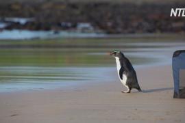 Спасённого пингвина, переплывшего Тасманово море, отпустили на волю
