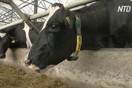 На британской ферме коров «подключили» к сети 5G