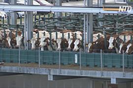 Плавающие коровы: в Роттердаме построили ферму на воде